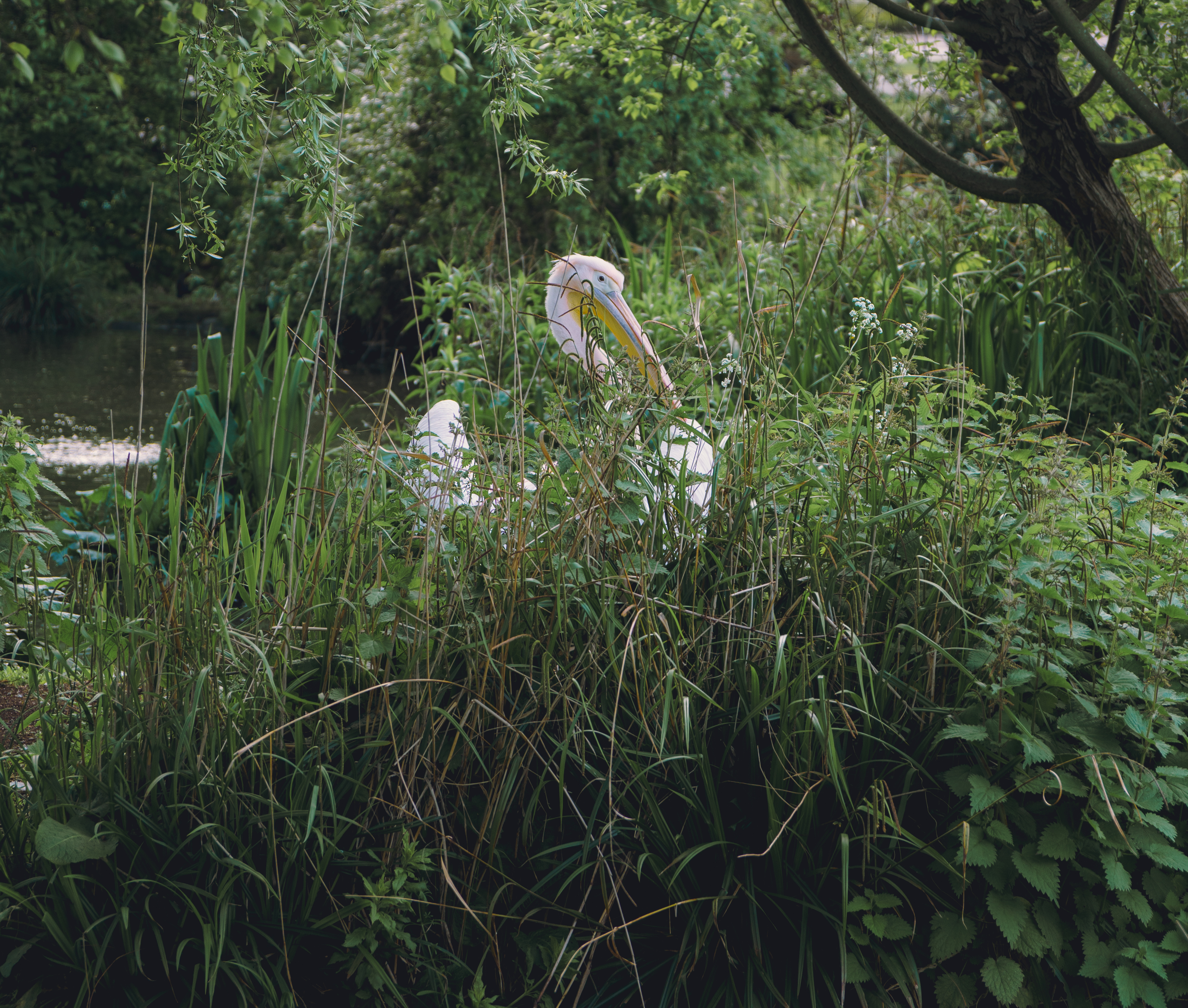 A Pelican Hiding Behind Grass